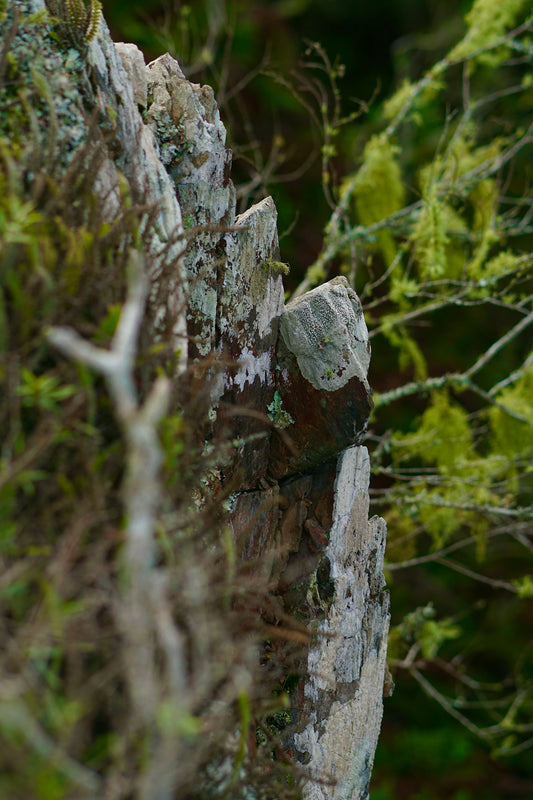 a bird is perched on a rock in the woods